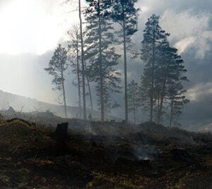 Forest and burnt stumps in huge smoke depicting climate risk